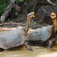 Imagen para el artículo titulado La tortuga gigante de las Galápagos le gana el pulso a la extinción